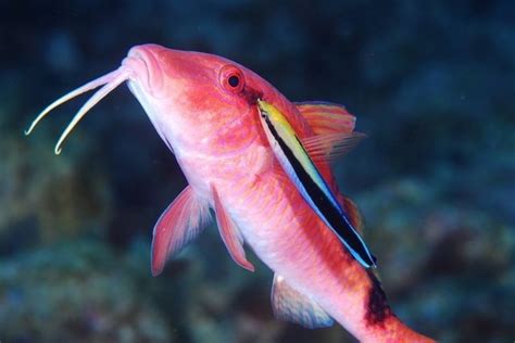 おばさん魚|オジサン